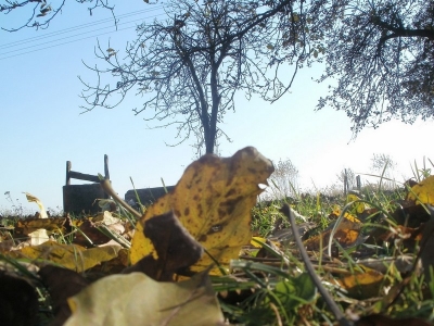 Naturalność 