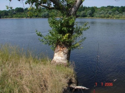 Narew