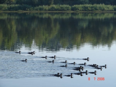 Kaczki