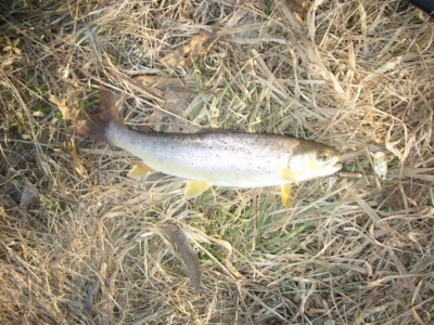 Potoczek