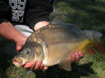 Karp