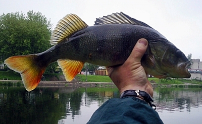 okoń z Brdy 41 cm