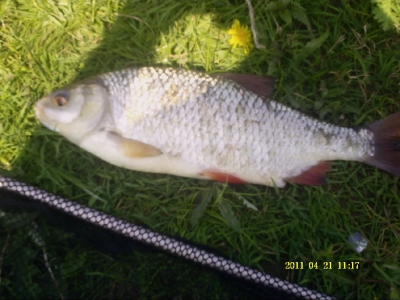 Płotka nr2