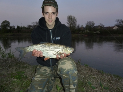 kleń 50 cm