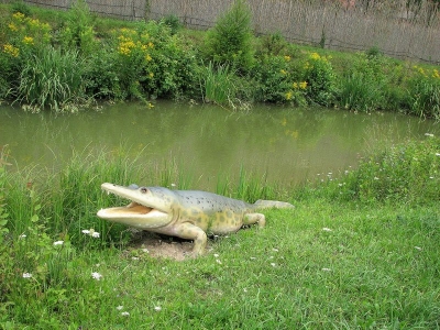 Krokuś