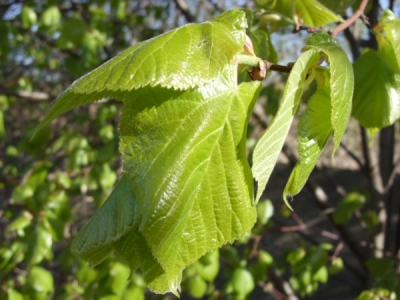 Wiosna