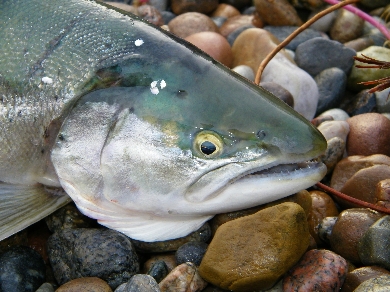 Portret morskiego srebrniaka