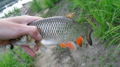 Sezon 2011.