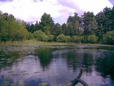 Stawek.