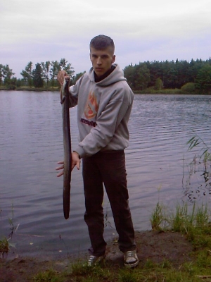 węgorz