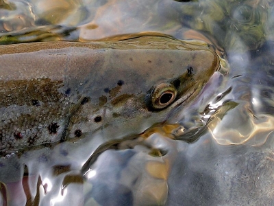 Salmo truta m.fario