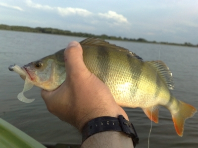 Okoń