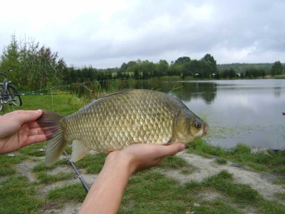 Karaś 40cm 