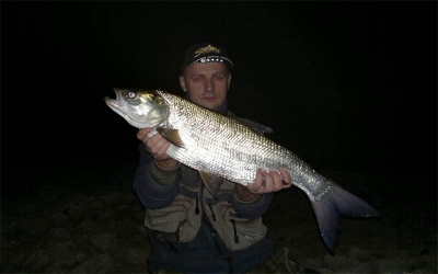 Nocny boleń