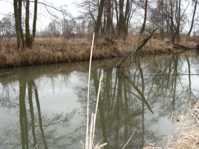 Starorzecze Radomki