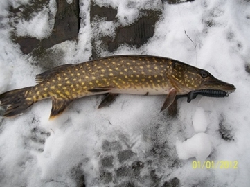 Szczupak2011