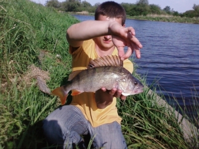 okoń