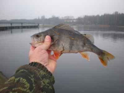 Okoń.