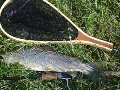 49,5 cm kropki