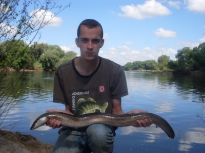 węgorz 95 cm.