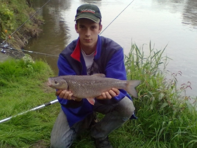 kleń 52 cm.