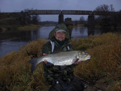 BOLEŃ 76 cm