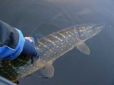 96 odpływa