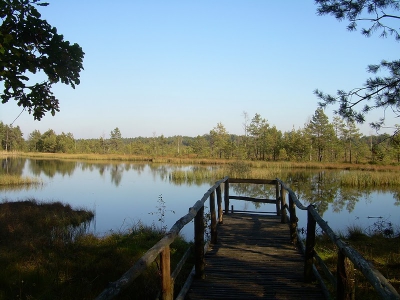 Torfowe jeziorko