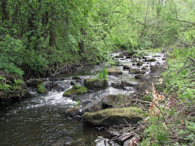 Żarnówka