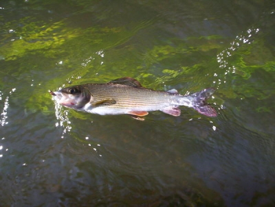 Pasłęka