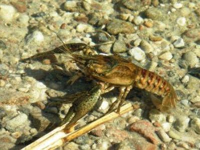 Raczek