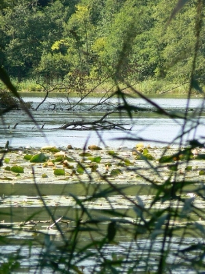 Warunki nad jeziorem.