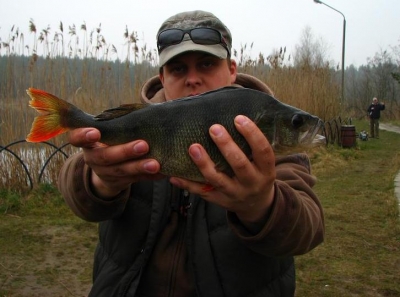 Okoń
