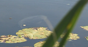 Floater carp fishing