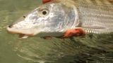 bonefish