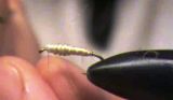 mucha killer bug