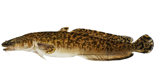 miętus