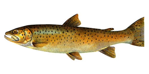 troc wedrowna