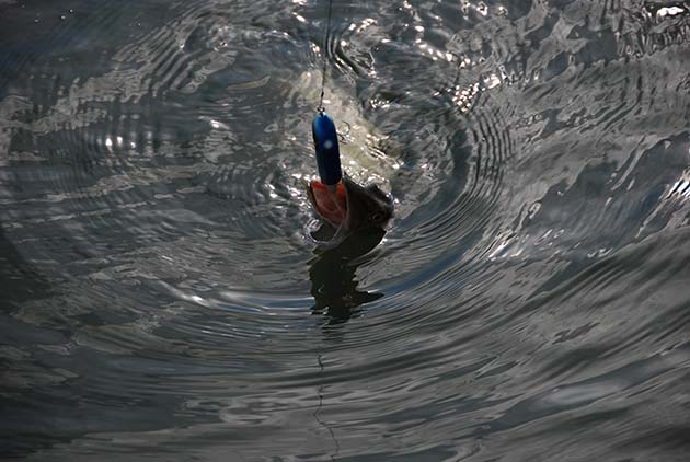 Szkierowe szczupaki 13