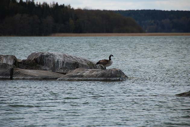 Szkierowe szczupaki 9