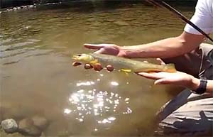 Fly Fishing Guide in Poland - Dunajec and Białka river