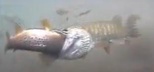 trout