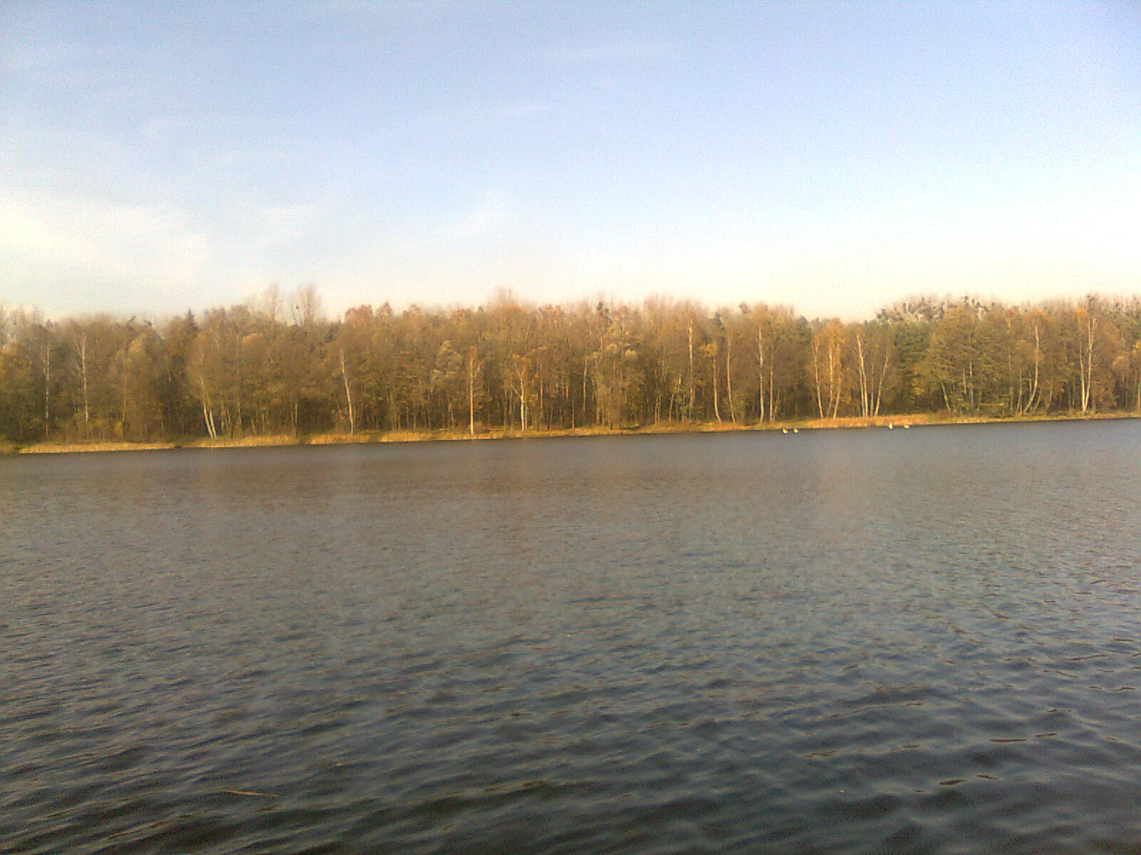 Rogonik